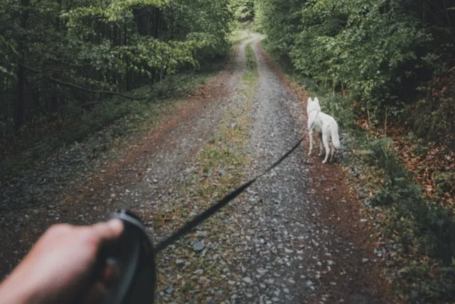 Dog-friendly walk at Yarra Bend Park