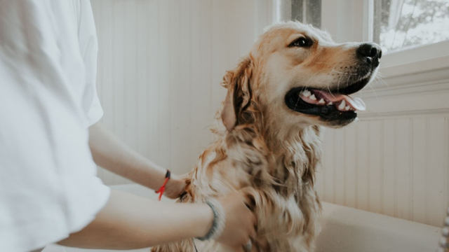 Woman patting white Labrador