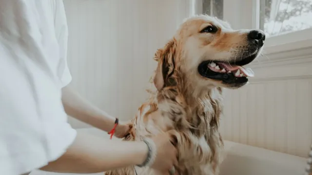 Woman patting white Labrador