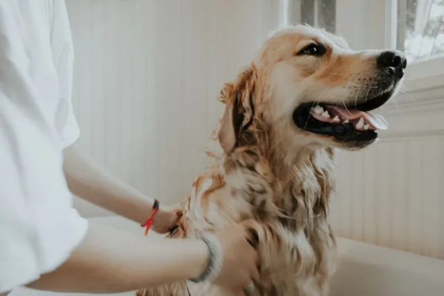 Woman patting white Labrador