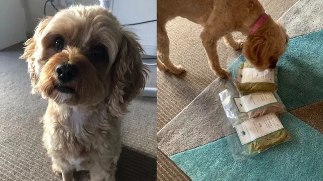 Ruby looking at camera and sniffing Lyka pouches