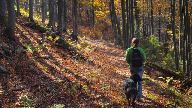 The next dog friendly walk pupper needs - Karawatha Forest (Brisbane)