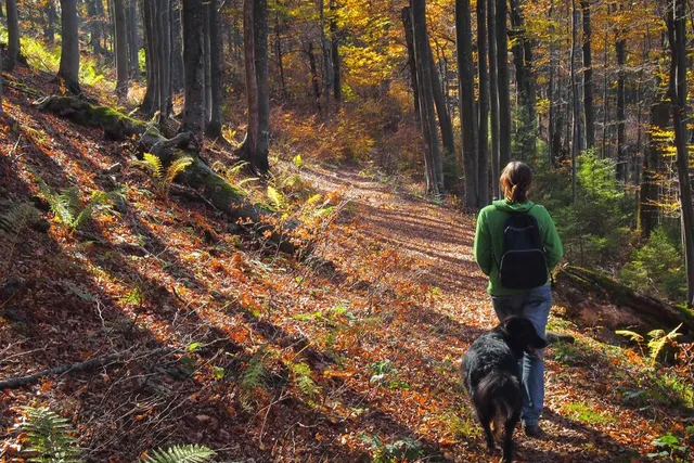 The next dog friendly walk pupper needs - Karawatha Forest (Brisbane)