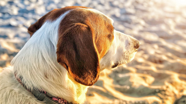 Mornington Peninsula: Northern coast dog walk