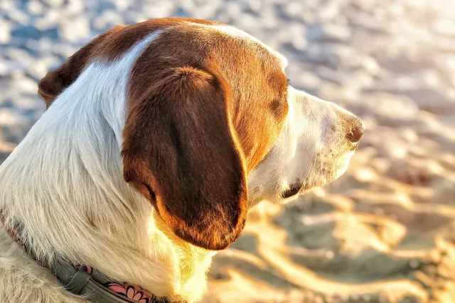 Mornington Peninsula: Northern coast dog walk