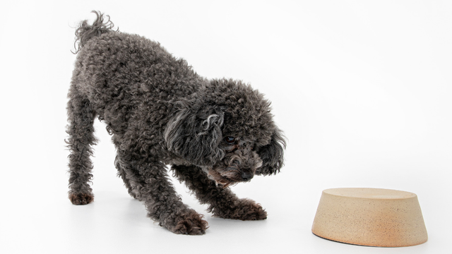 dog-looking-at-upside-down-bowl