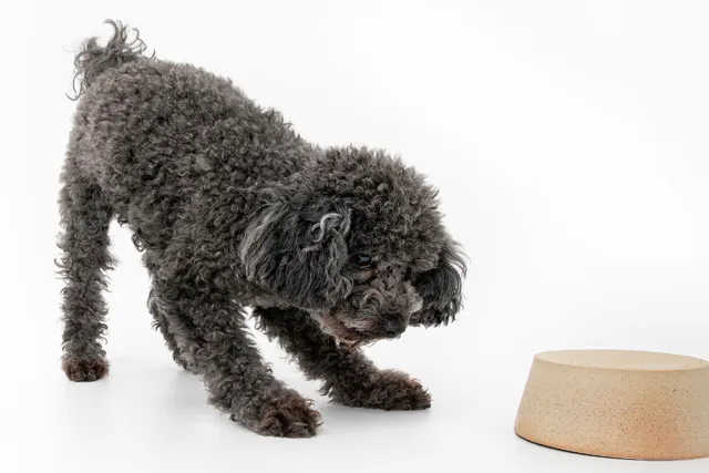 dog-looking-at-upside-down-bowl