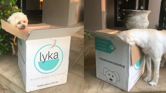 Collage of white dog investigating Lyka box