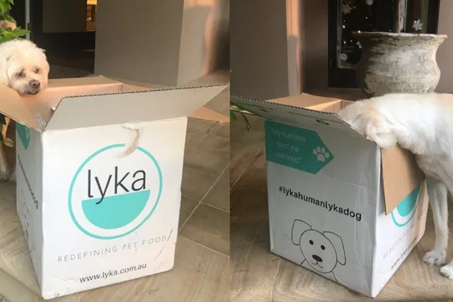 Collage of white dog investigating Lyka box