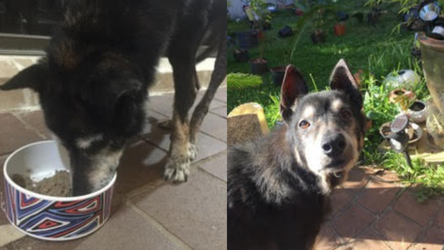 Image of dog eating Lyka from bowl, and dog in garden