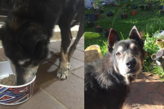 Image of dog eating Lyka from bowl, and dog in garden