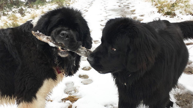 Lyka story: The fresh food for dogs that made Theophilus & Ernie shinier and energetic