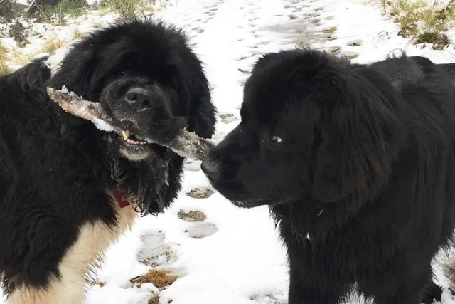 Lyka story: The fresh food for dogs that made Theophilus & Ernie shinier and energetic