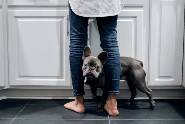 The 5 best low-maintenance dog breeds for you