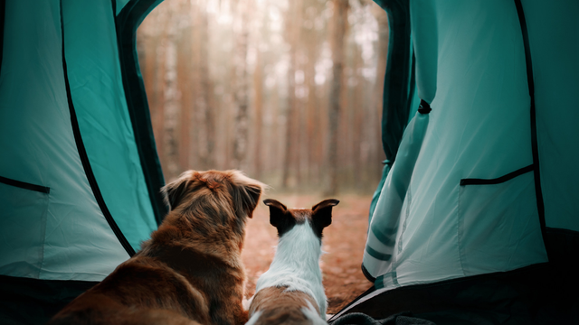 Camping with your dog at Wingello State Forest