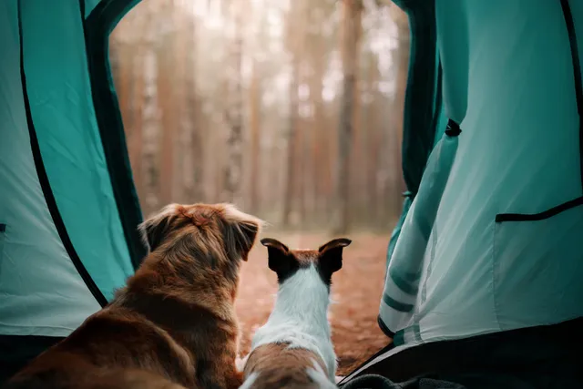 Camping with your dog at Wingello State Forest