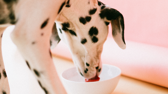 dalmatian-drinking-from-water-bowl