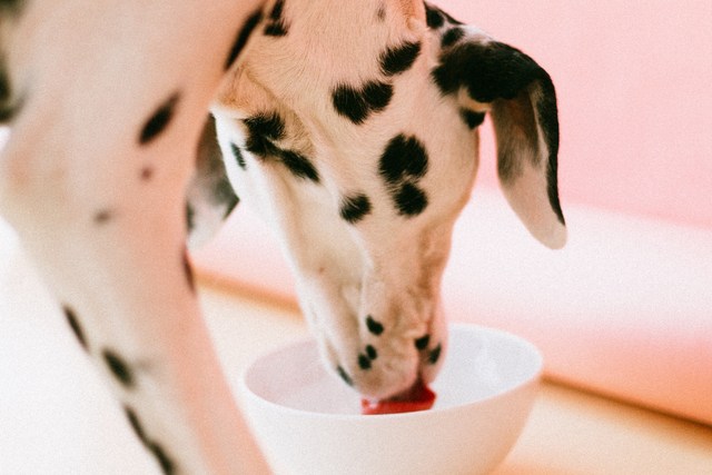 Avoid vitamin D toxicity in dogs with natural not fortified diet Lyka Blog