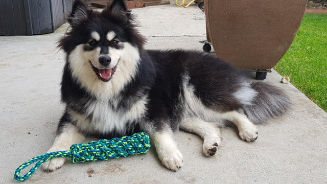 Sasha the dog lying on floor with toy smiling at camera