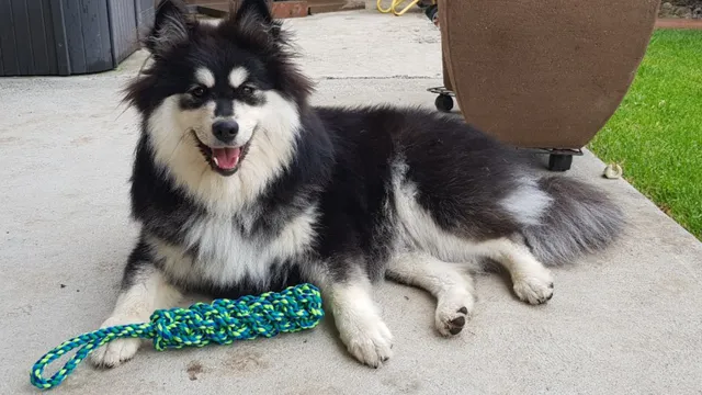 Sasha the dog lying on floor with toy smiling at camera