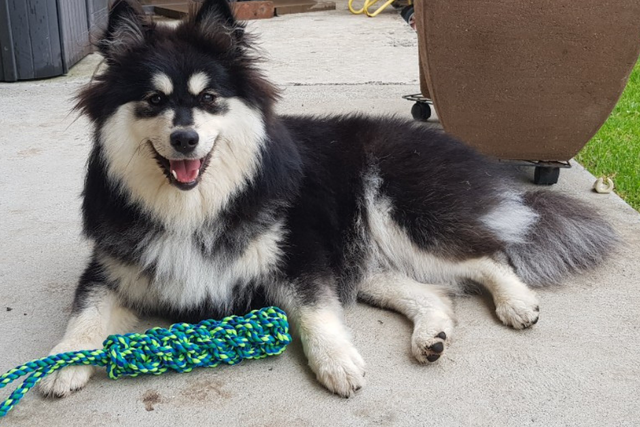 Sasha the dog lying on floor with toy smiling at camera