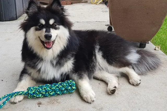 Sasha the dog lying on floor with toy smiling at camera