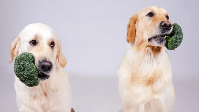 New Year, new diet for your dog?