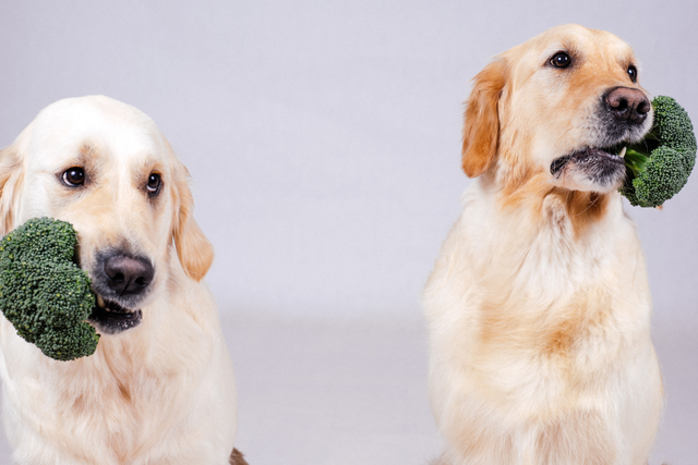 New Year, new diet for your dog?