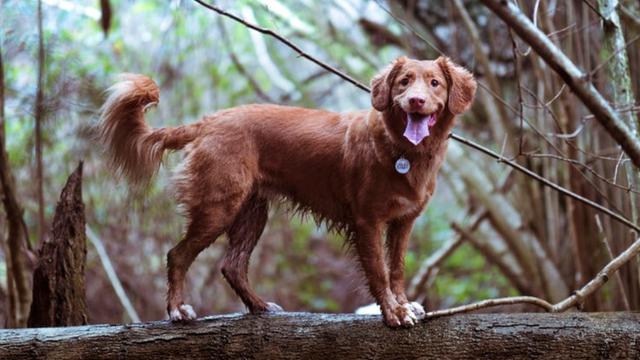 Dog-friendly Toohey Forest Park walk