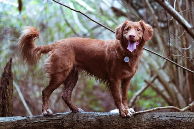 Dog-friendly Toohey Forest Park walk