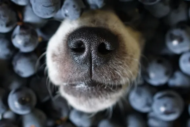 3 simple tips to improve your dog's diet