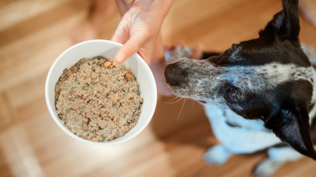 dog-sniffing-fresh-lyka-dog-food