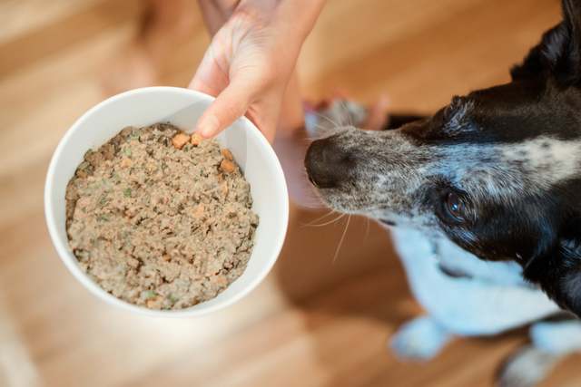 dog-sniffing-fresh-lyka-dog-food