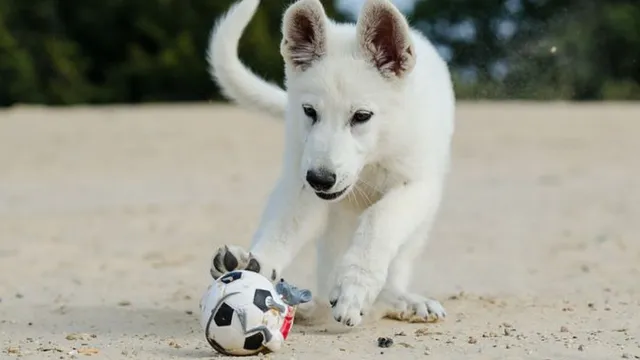 Which dog toys are best for your dog?