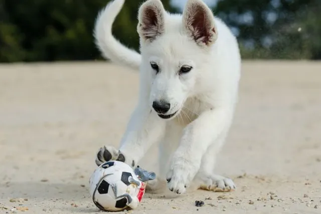 Which dog toys are best for your dog?