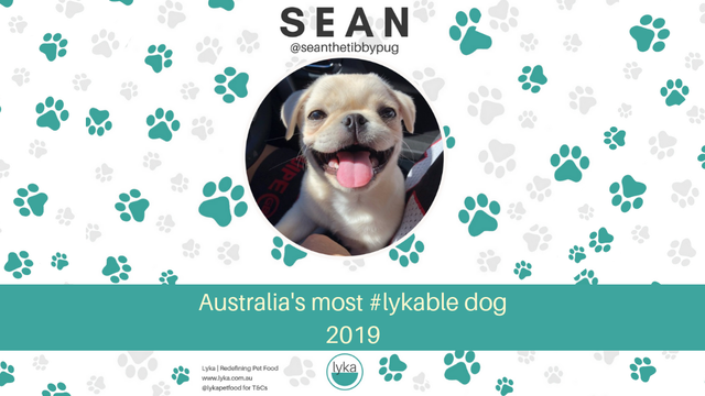 Australia's most #lykable dog 2019