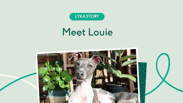 Louie the Italian Greyhound