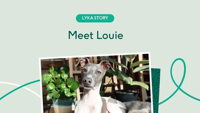 Louie the Italian Greyhound