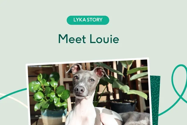 Louie the Italian Greyhound