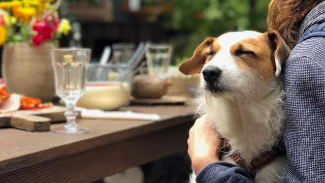 7 dog-friendly restaurants, cafes and pubs in Sydney | Lyka Pet Food Journal