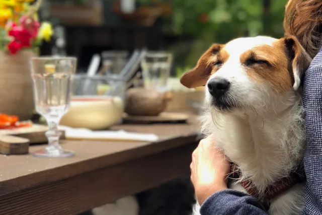 7 dog-friendly restaurants, cafes and pubs in Sydney | Lyka Pet Food Journal