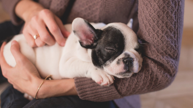 puppy-asleep-in-persons-arms