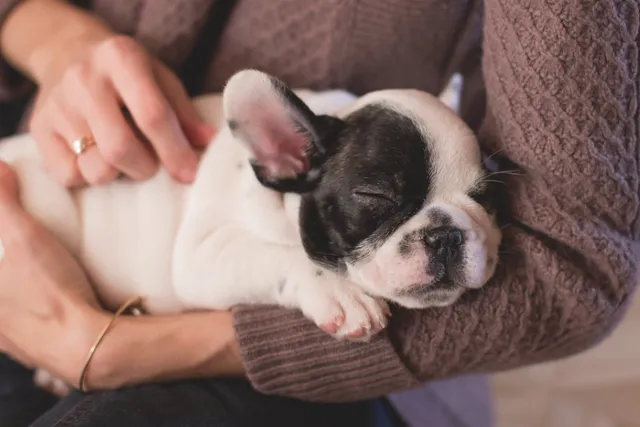 puppy-asleep-in-persons-arms