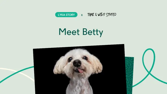 Small white dog in photo studio