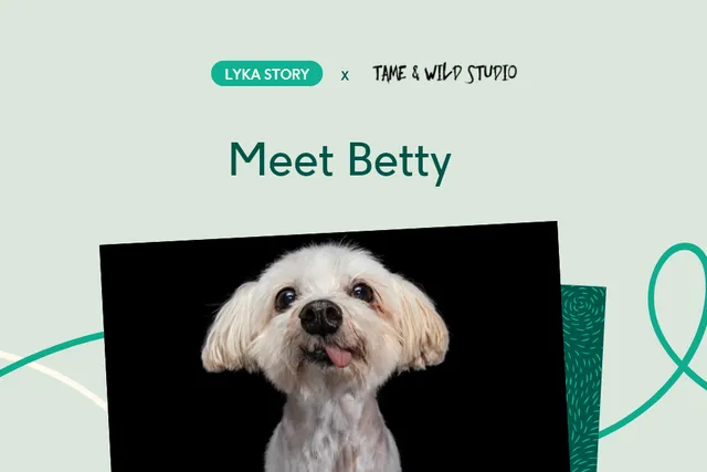 Small white dog in photo studio