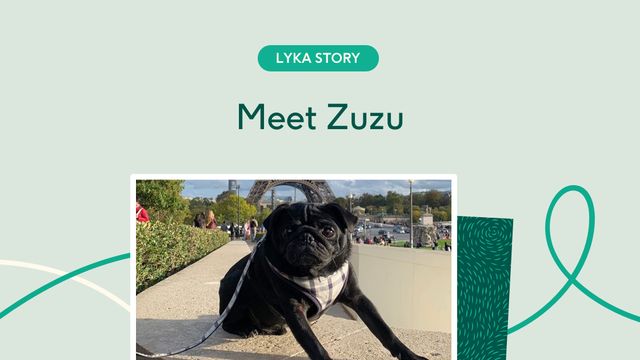 Zuzu the pug in front of Eiffel Tower