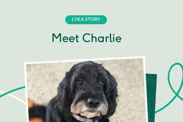 Charlie the senior spoodle