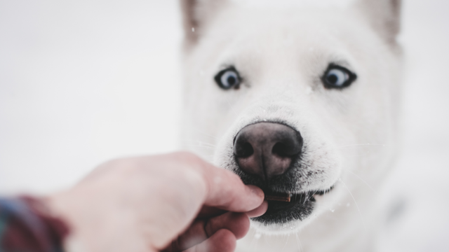 Homemade treats for dogs this summer