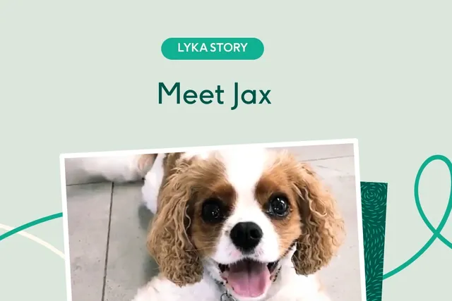 Jax the cavalier