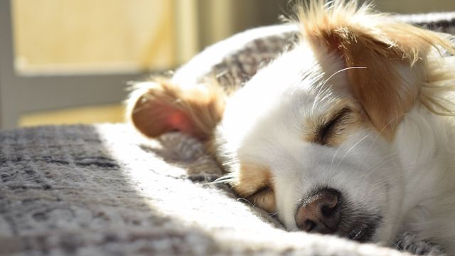 Taking care of your dog this winter | Lyka Pet Food Journal